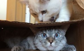 Ever Wondered Why Your Cat Loves BOXES So Much? Here's Why