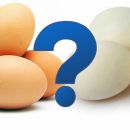 Why are some eggs WHITE and others BROWN?