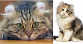 Meet the American Curl, the Cat With Remarkably Curly Ears