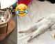 These HILARIOUS Pictures Are Proof that CATS Can Sleep ANYWHERE