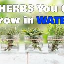 10 Herbs You Can Grow in Water