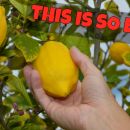 You Can Grow Lemons On Your Balcony... Easy!