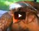 VIDEO: ORGASMING tortoise wins O-FACE game forever!