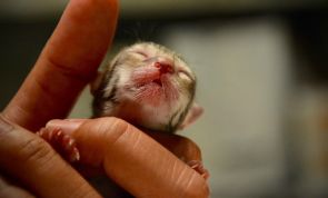 Nobody expected what this tiny abandoned kitten would turn out to be