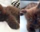 A woman adopted this strange kitten. One year later, his transformation is unbelievable...