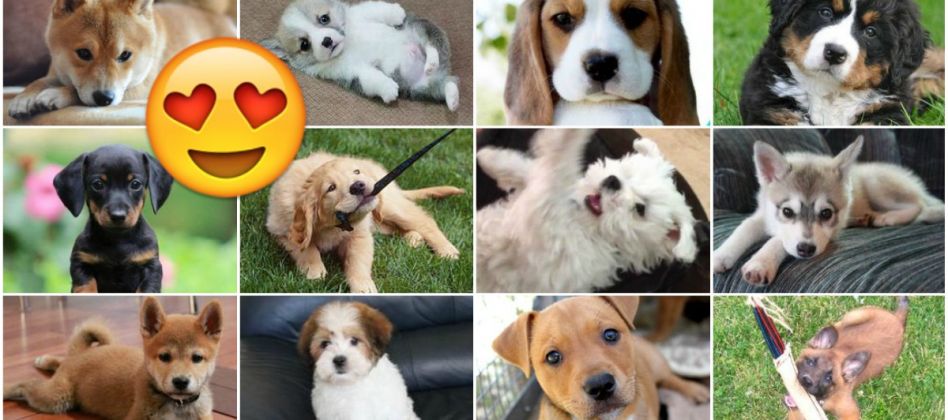 Pick Some Pups And We'll Guess Your Relationship Status