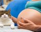 Is It Really Dangerous For Pregnant Women to be Around Cats?