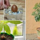 Stop Buying AVOCADOS and Start Growing Them at Home: Here's How!