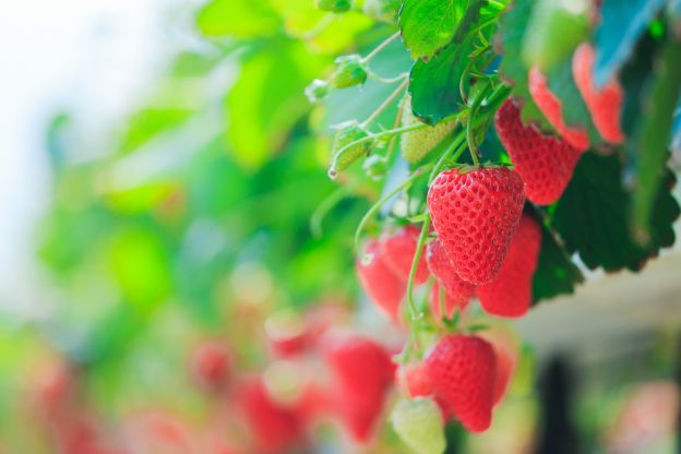 The Future of Strawberry Picking