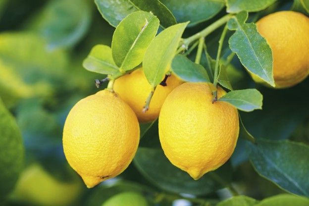 What kind of lemons should you choose?