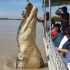 Just your average Australian crocodile