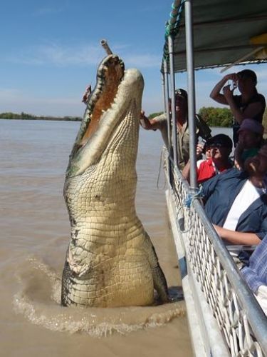 Just your average Australian crocodile