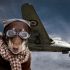 TRAVELING IN A PLANE IS TRAUMATIC FOR PETS