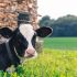 Cattle are the leading agricultural source of greenhouse gases worldwide, with one cow belching about...