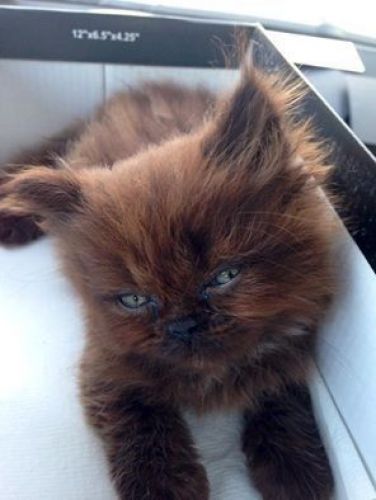Brownie, a very surprising kitten!