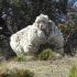 This sheep went on walkabout for 5 years