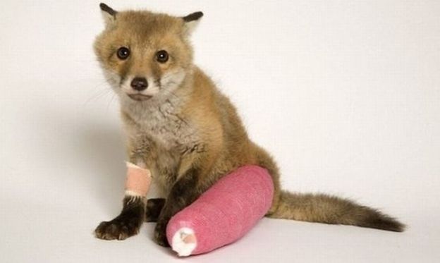Baby animals in casts