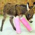 Baby animals in casts