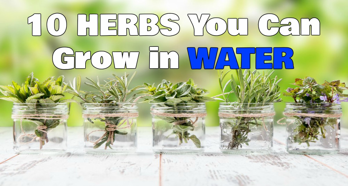 10 Herbs You Can Grow in Water
