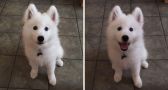 Pets BEFORE and AFTER you give them a compliment!