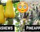 30 Fruits and Vegetables You Had No Idea Grew Like This