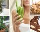 12 Foods That Regrow From Their Scraps Again And Again