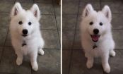 Pets BEFORE and AFTER you give them a compliment!