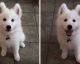 Pets BEFORE and AFTER you give them a compliment!
