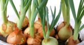 Here are 10 fruits and vegetables you can easily grow at home!