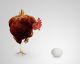 Why Don't We Eat Other Types of Bird Eggs Besides Chicken?