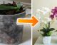 Here's The Secret to Bringing An ORCHID Back To Life