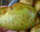 How To Tell If Your Potatoes Are Poisonous