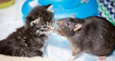 This Cat Café Employs Rats to Look After Orphaned Kittens