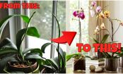 How To Make An Orchid Bloom Again