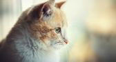 Is Being An INDOOR CAT Bad For Your Feline?