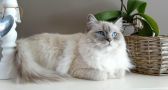 Ragdoll Cats: The Most Easygoing Breed in the Feline World?