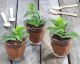 Fun Treats: Chocolate Mousse Flower Pots