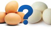 Why are some eggs WHITE and others BROWN?