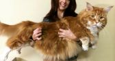 UNBELIEVABLE PICTURES: This is the World's Longest Cat