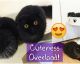 These Two Fluff-Balls Might Just Be The Cutest Black Cats You've Ever Seen!