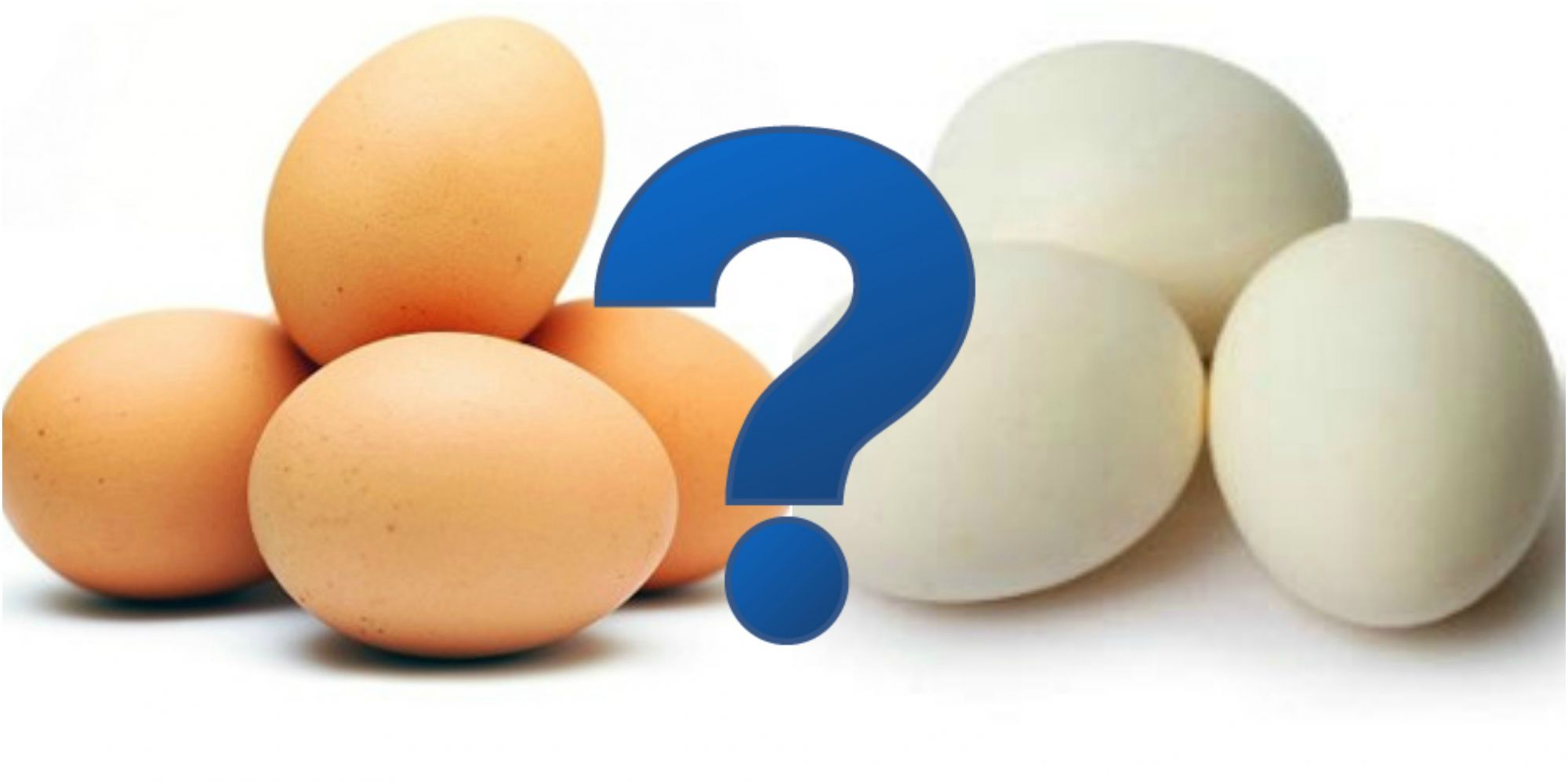 Why are some eggs brown and others white?
