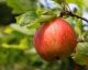How to Pick the Best Apples for Fall Cooking