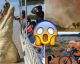 30 Pics that PROVE that AUSTRALIA is the CRAZIEST place on EARTH