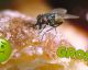 Why you should NEVER eat anything a fly touches!