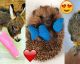 Baby animals in casts are BEYOND adorable