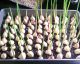 Stop buying GARLIC and start growing it at home instead
