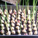 Stop buying GARLIC and start growing it at home instead