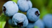 All About Blueberries