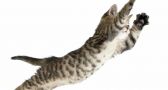 Cats ALWAYS Seem To Land On Their Feet: But How?