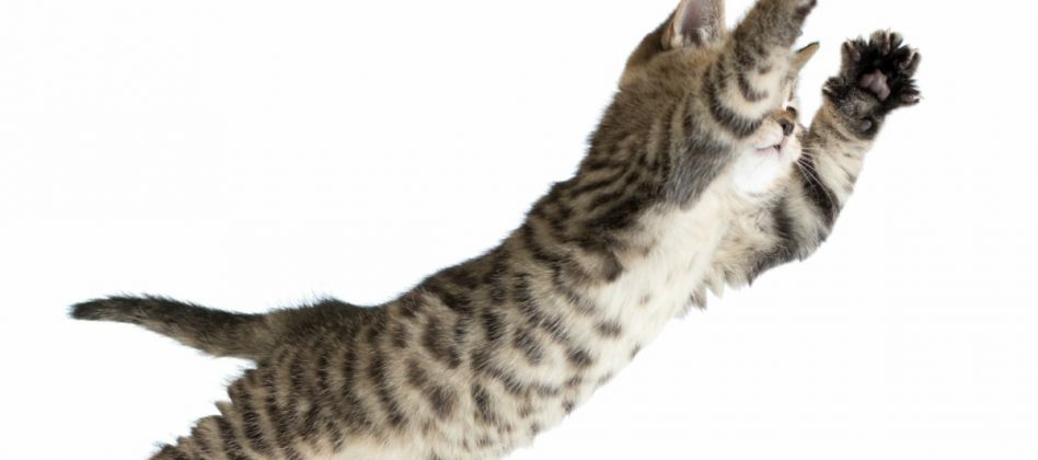 Cats ALWAYS Seem To Land On Their Feet: But How?